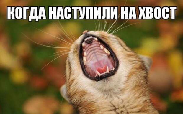 Картинки, юмор, приколы