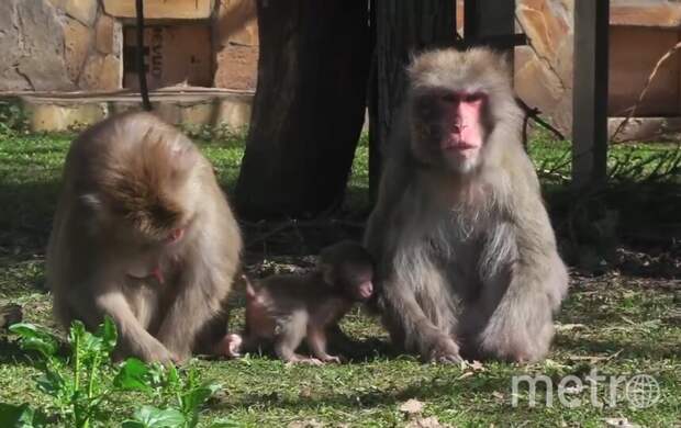 Японские макаки из Ленинградского зоопарка в третий раз стали родителями