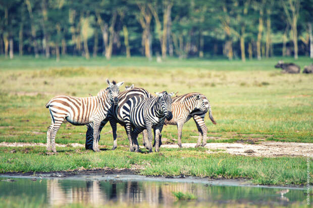 Зебры Гранта (Equus quagga boehmi)