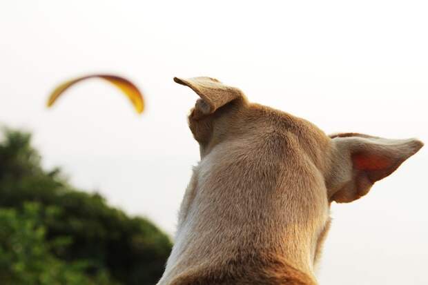 goa15 Полеты в Гоа