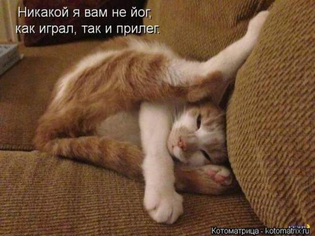 Котоматрицы (картинки с надписями)