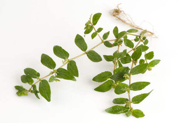 Молочай волосистый (Euphorbia hirta) традиционно используется для лечения астмы
