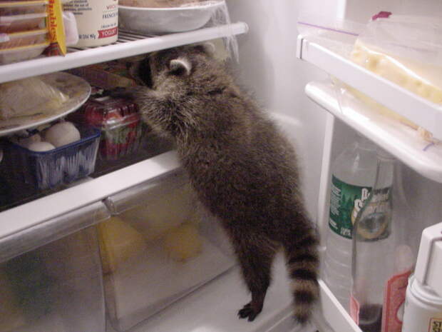funny-animals-3733