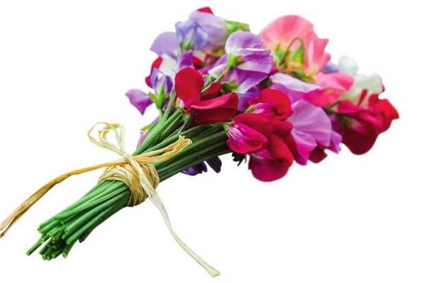 Душистый горошек (Lathyrus odoratus) - вьющееся растение, которое непрерывно цветет все лето. Сделайте букетик - и его нежный аромат наполнит ваш дом.