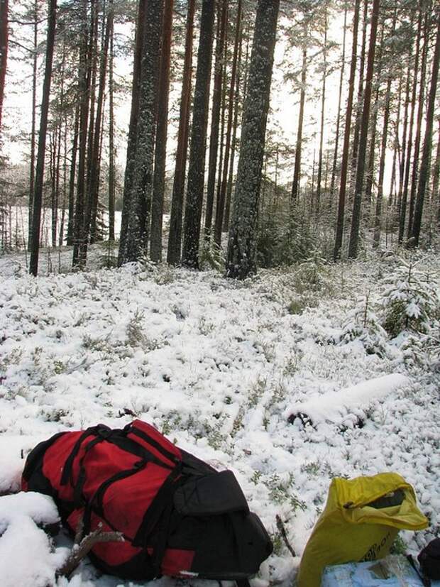 Отпуск в лесу