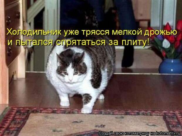 Новая котоматрица для хорошего настроения (32 фото)
