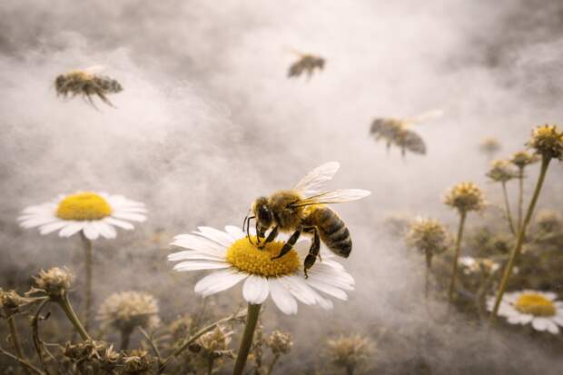 Загрязнение воздуха лишает насекомых запахов и рушит опыление