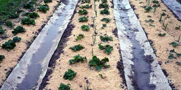 Выращивание растений на опилках Почва Дачники.инфо