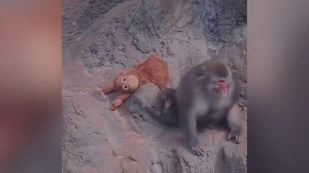 The Tab: У детеныша макаки Панча, брошенного мамой, заберут плюшевую игрушку