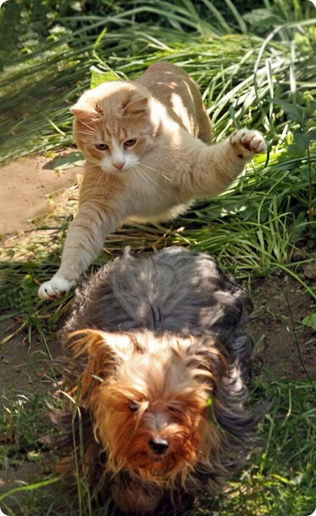 Коты-ниндзя. Фото