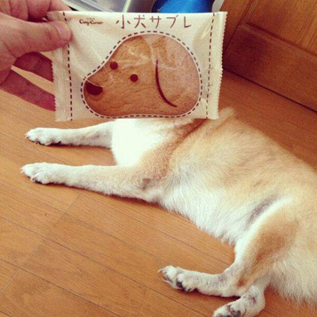 Веселые снимки, сделанные в самый подходящий момент (50 фото)