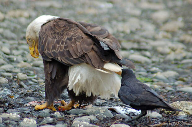 crows-tease-animals-peck-bite-tails-trolls-corvids-1
