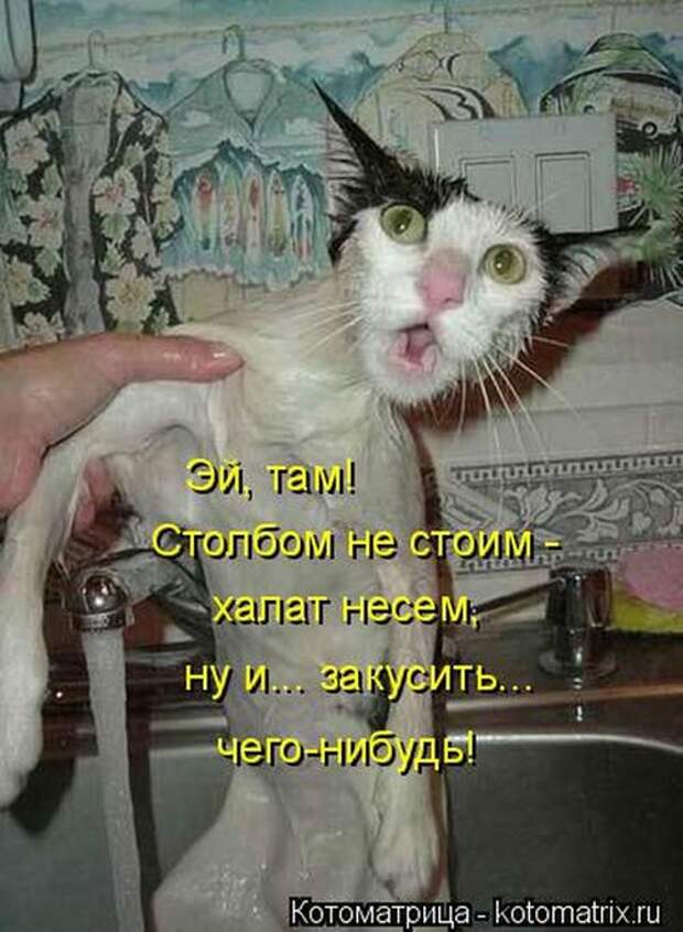 Котоматрицы (картинки с надписями)