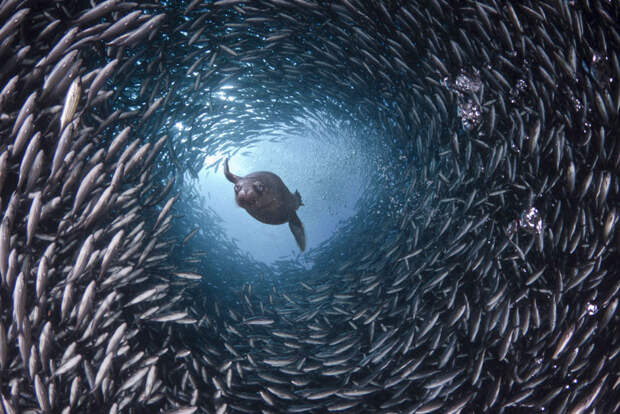1206 Жизнь в океане   подводные фотографии Дэвида Флитэма