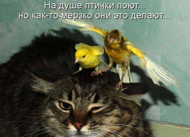 Смешные животные из КотоМатрицы (49 шт.)