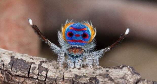 Пятна пауков-павлинов практически не отражают света. Почему?