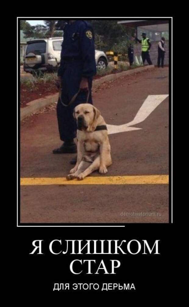 Пятничная подборка демотиваторов