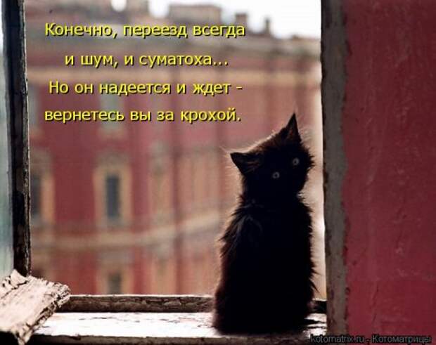 Свежая котоматрица (36 фото)
