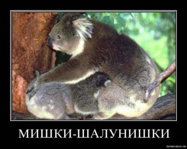 Демотиваторы про котэ и не только.