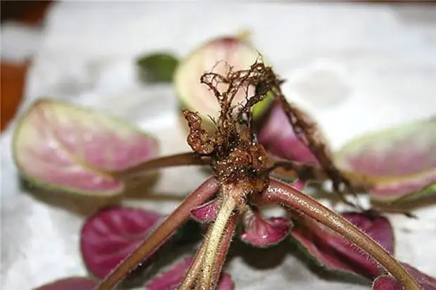 Фиалки краевой некроз. Корень фиалки. Корни фиалки фото. Корневая нематода фиалки. Фиалка сгнила.