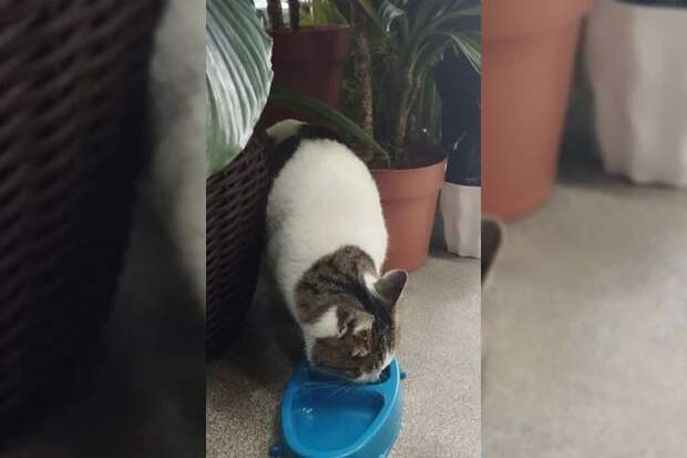 В Крыму у кошки Муси из «Ласточкиного гнезда» обнаружили проблемы со здоровьем