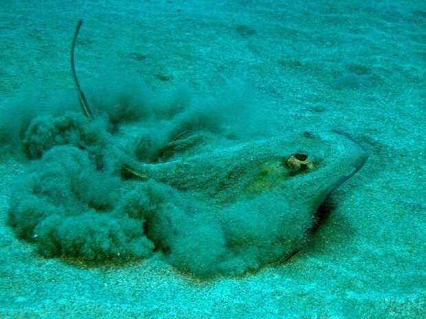 Морской кот Морской кот
