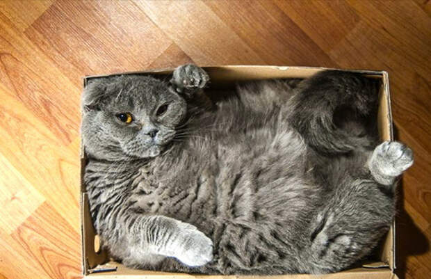 кошка в коробке 