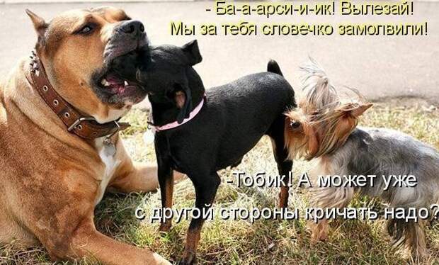 Смешные картинки про собак Смешные картинки про собак
