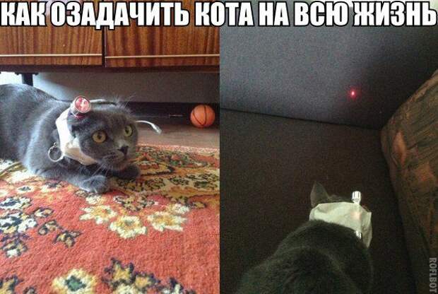 Веселые картинки для хорошего настроения