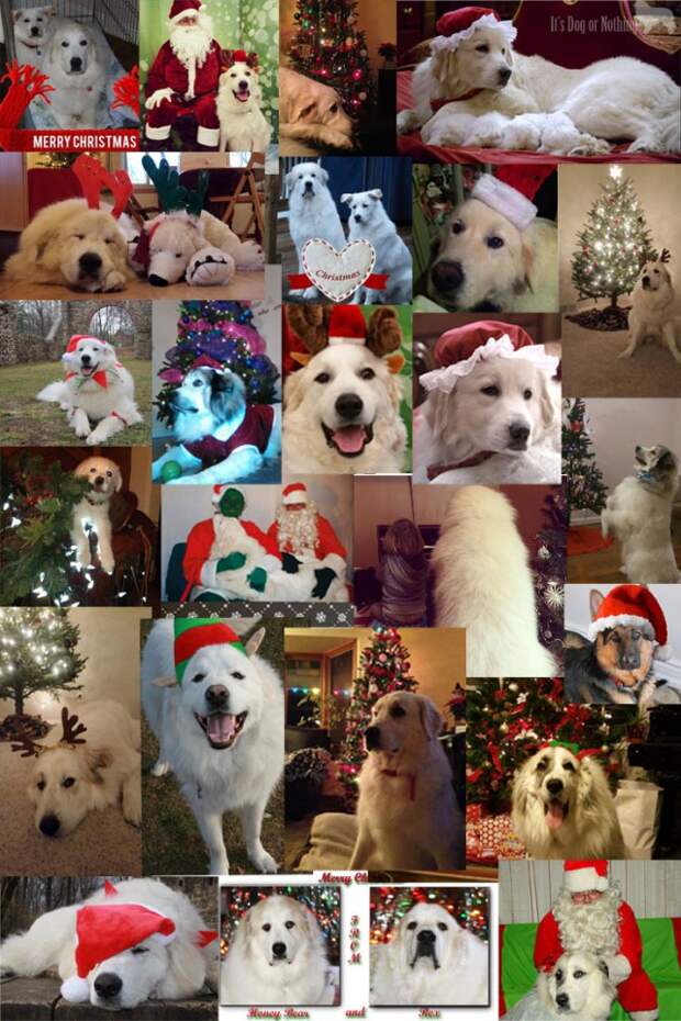 A collage of beautiful Great Pyrenees Christmas/holiday themed photos!