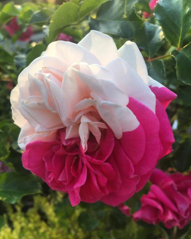 Лепестки этой вошлебной двуцветной розы наверняка исполняют желания! в нужный момент, встреча с неведомым, не показалось, ото, поразительно, удивительное рядом, фотографии, чудеса нашей жизни