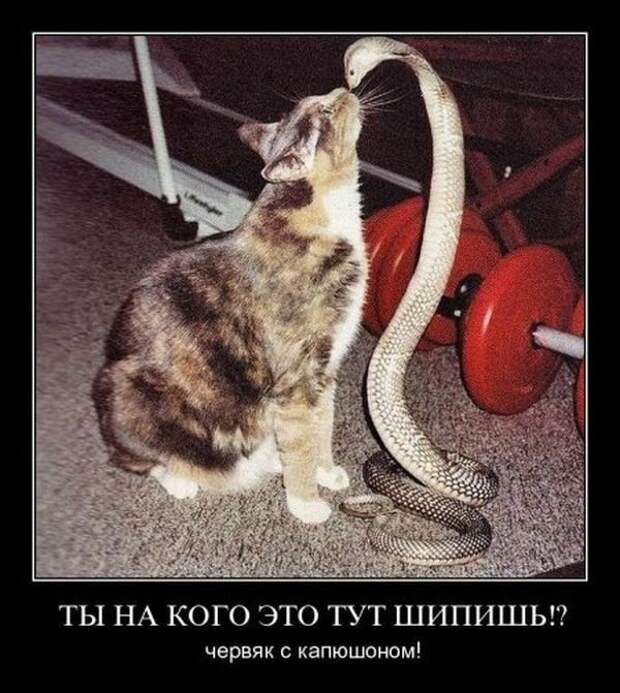 Демотиваторы демотиваторы
