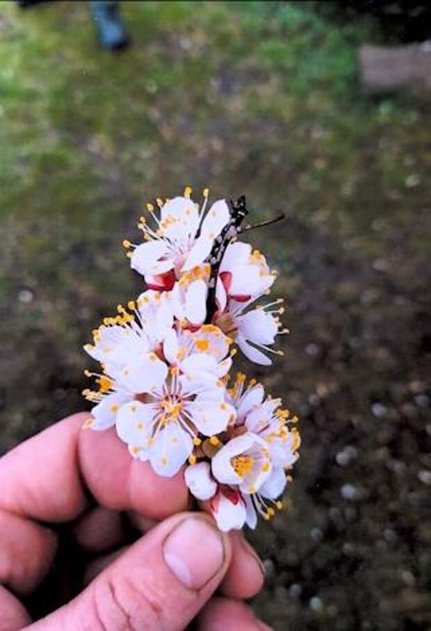 Одно из последних сообщений Дениса Сорокина маме - фото веточки цветущего абрикоса.