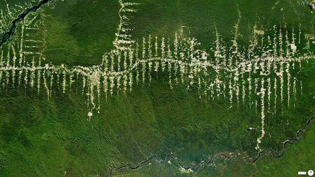 Вырубка тропического леса Амазонки в Пара, Бразилия