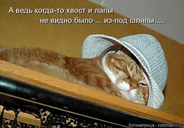 Котоматрицы (картинки с надписями)
