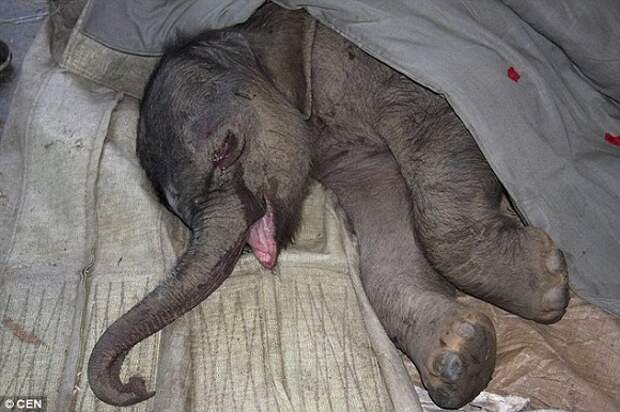 Будучи отвергнутым матерью, новорожденный слонёнок проплакал 5 часов дети, животные, родители