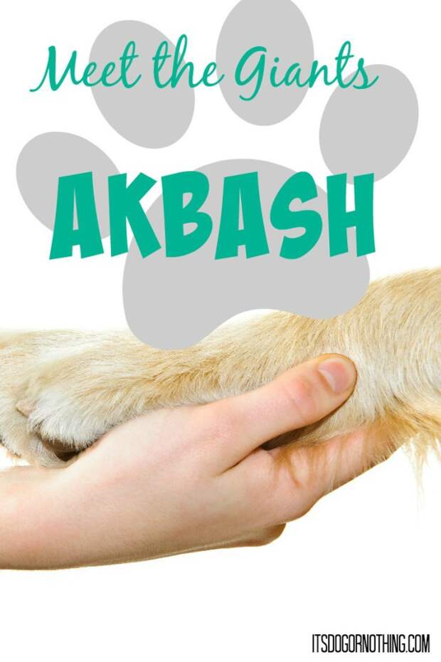 Today on Meet the Giants, the Akbash! Head over to read all about this amazing livestock guardian dog.