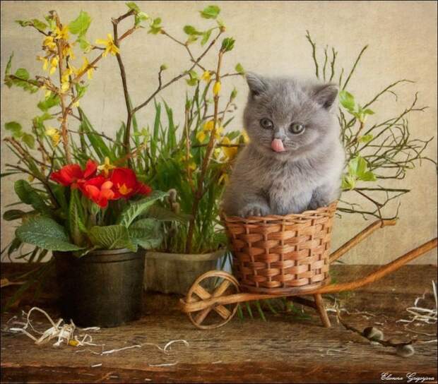 Весенние натюрКотики!