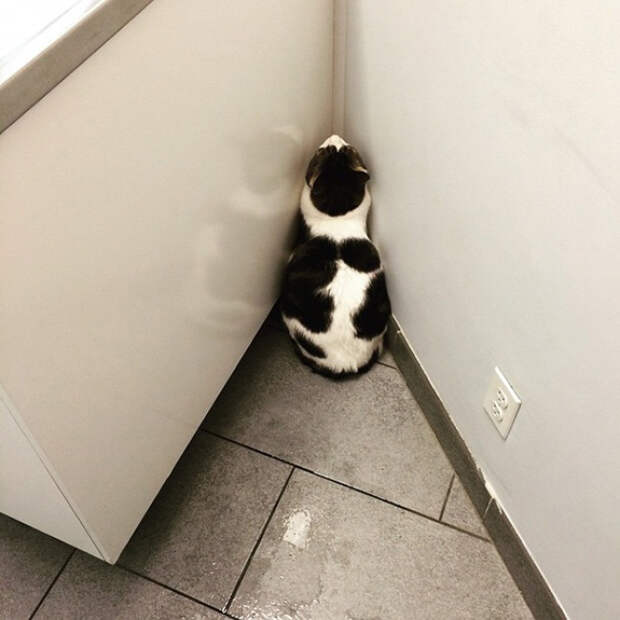 кошки которые думают что они хорошо спрятались 