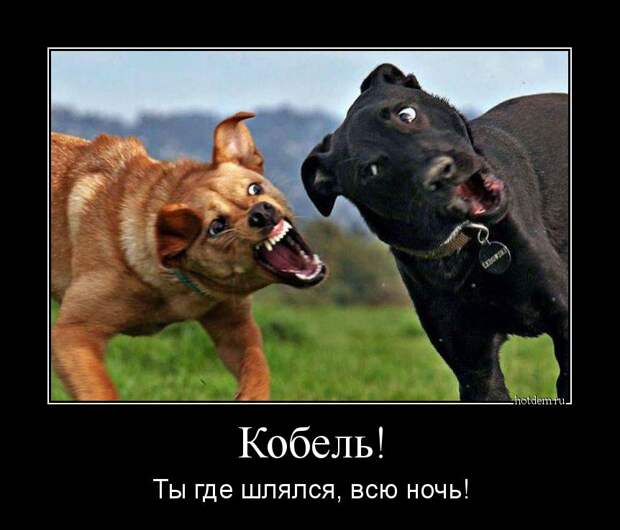 Демотиваторы  демотиваторы, прикол, смех, юмор