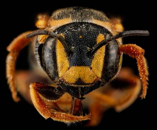 Dianthidium curvatum