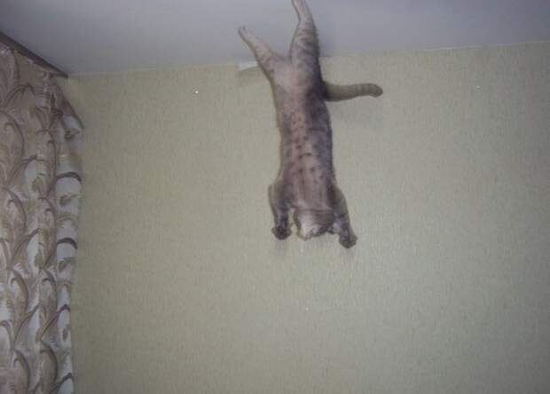Обычный кот, который гуляет по потолку гравитация, коты, прикол, юмор