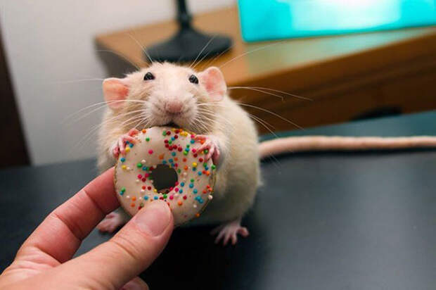 26. Крысенок Марти и его пончик еда, животные, позитив