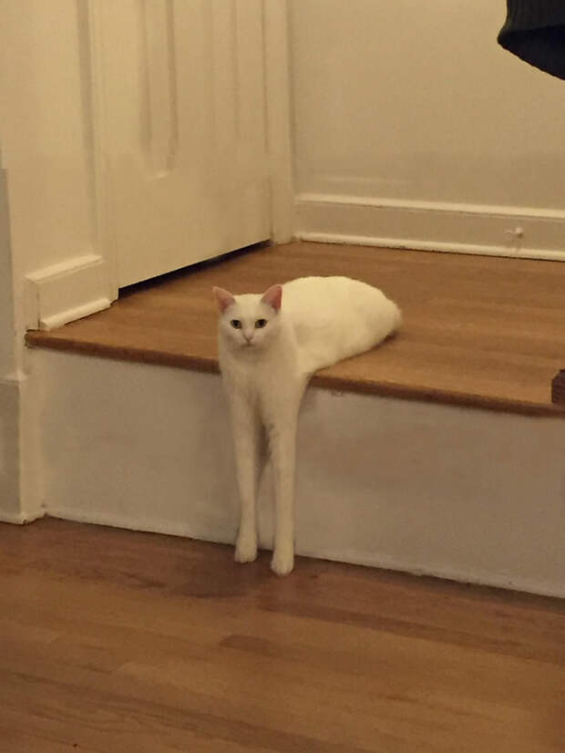 Dafug You Looking At?