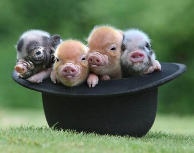 Мини-пиги: свинки, покорившие мир. Они составят достойную конкуренцию котам и собакам...