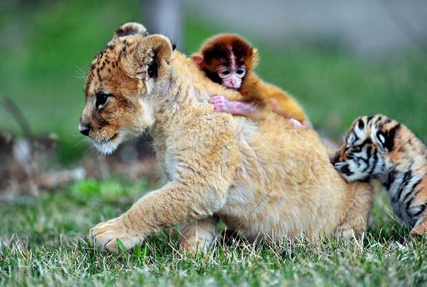 Эти маленькие тигры с обезьянкой стали неразлучными друзьями
