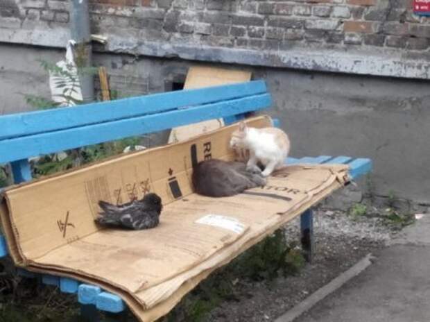 Фото приколы по полной.