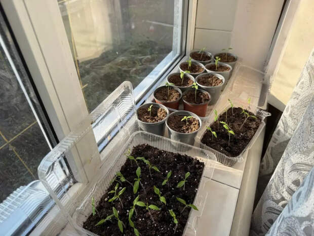 Подоконник больше не заставлен стаканами: белорусский фермер показал, как пикировать томаты в один ящик — и корни лезут отовсюду