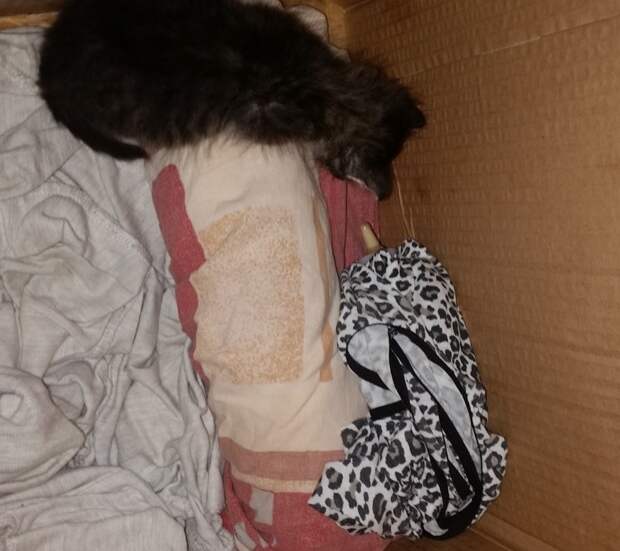 Котя Дуся)) животные, коты