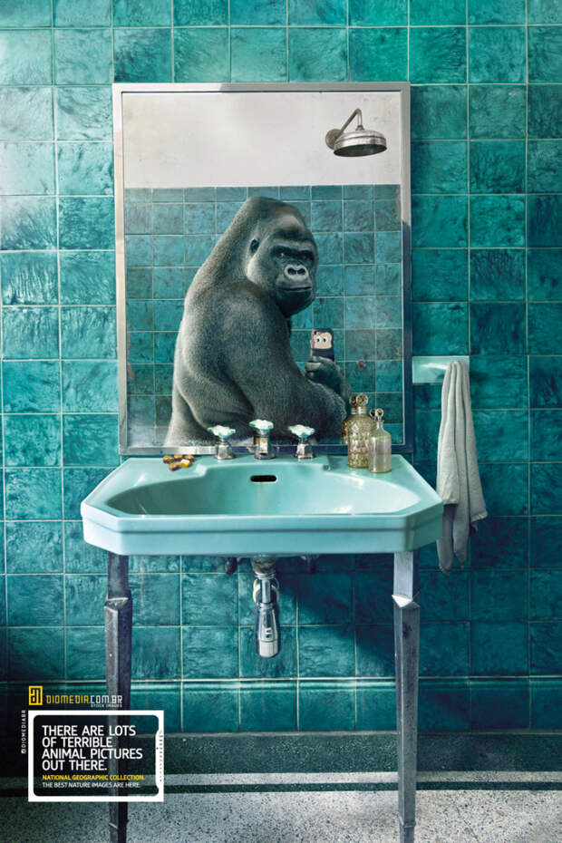 селфи от животных national geographic горилла